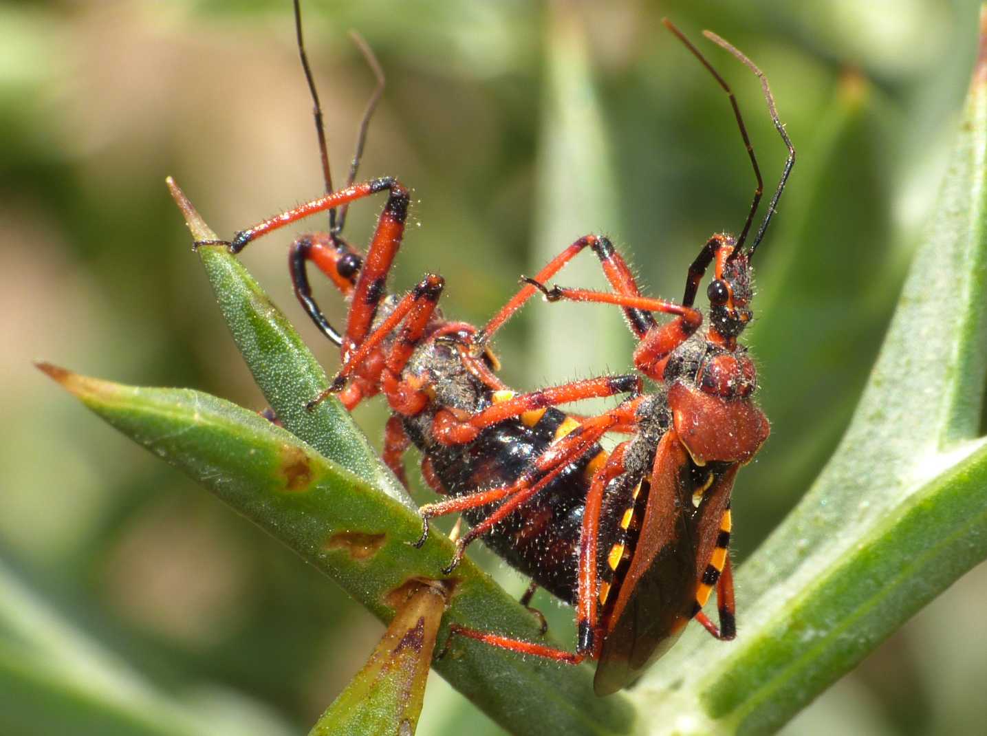 Reduviidae: Rhinocoris erythropus: accoppiamento sardo